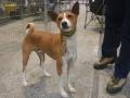 Basenji Basenji