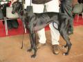 Galgo espagnol Galgo espagnol
