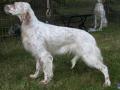 Setter anglais Setter anglais