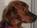 Setter irlandais rouge Setter irlandais rouge